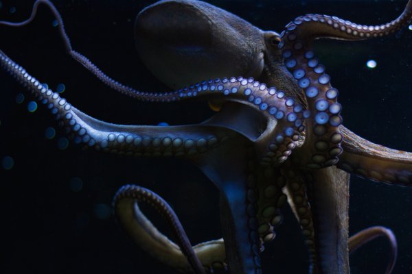 Kraken рабочее зеркало
