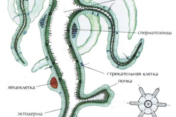 Что с кракеном сегодня сайт